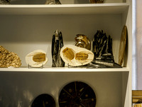 Fossils found near Rissani.
