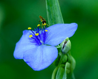 Brandywine Insects & Longwood