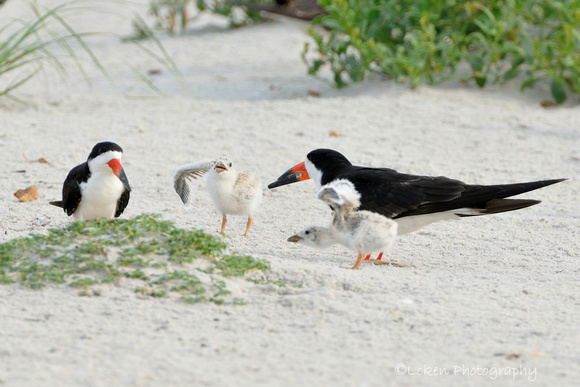 Black Skimmers and Chicks