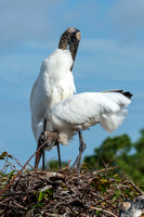 Wood Stork