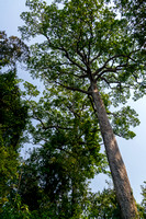 Preah Khan Temple