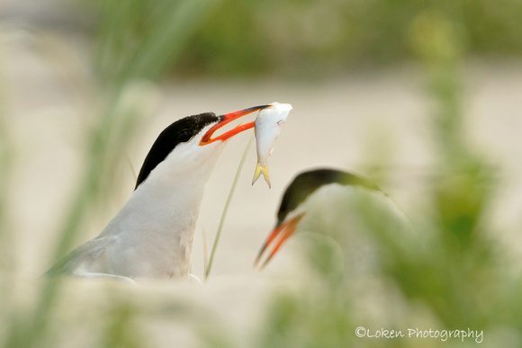 Common Terns with fish