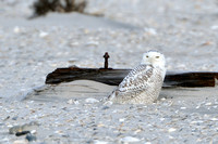 Snowy Owl - Stone Harbor Point, NJ