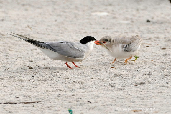 Common Tern and Chick - Feeding Time