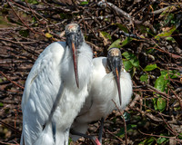 Wood Stork
