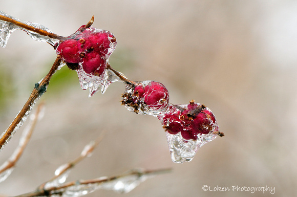 Winter Berries in ice