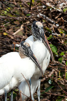 Wood Stork