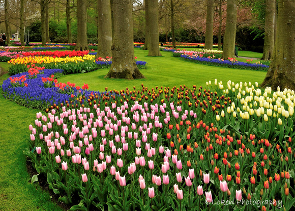 Keukenhof Gardens, Lisse, Netherlands