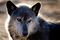 Wolf Sanctuary - Lititz, PA