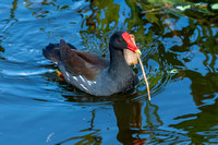 Common Gallinule
