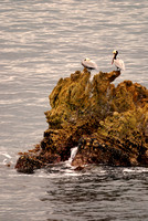 Pelicans - Laguna Beach