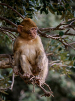 Barbary Macaques - on the road over the Atlas Mts.