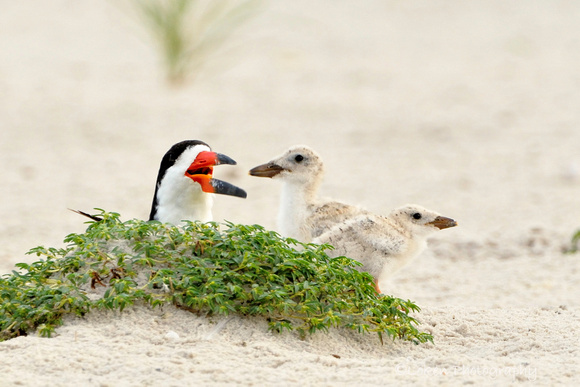 Black Skimmers and Chicks