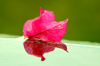 Bougainvillea flower floating in pool