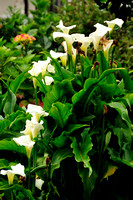 Lilies- Adare Park