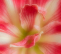 Longwood February 2023 - soft focus
