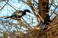Anhinga
