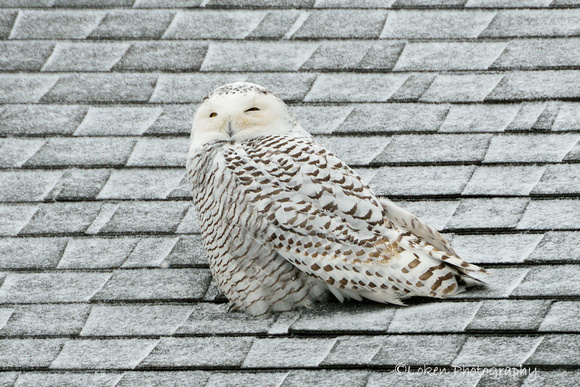 Snowy Owl - Collegeville, PA