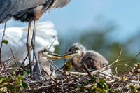 Great Blue Heron  chicks